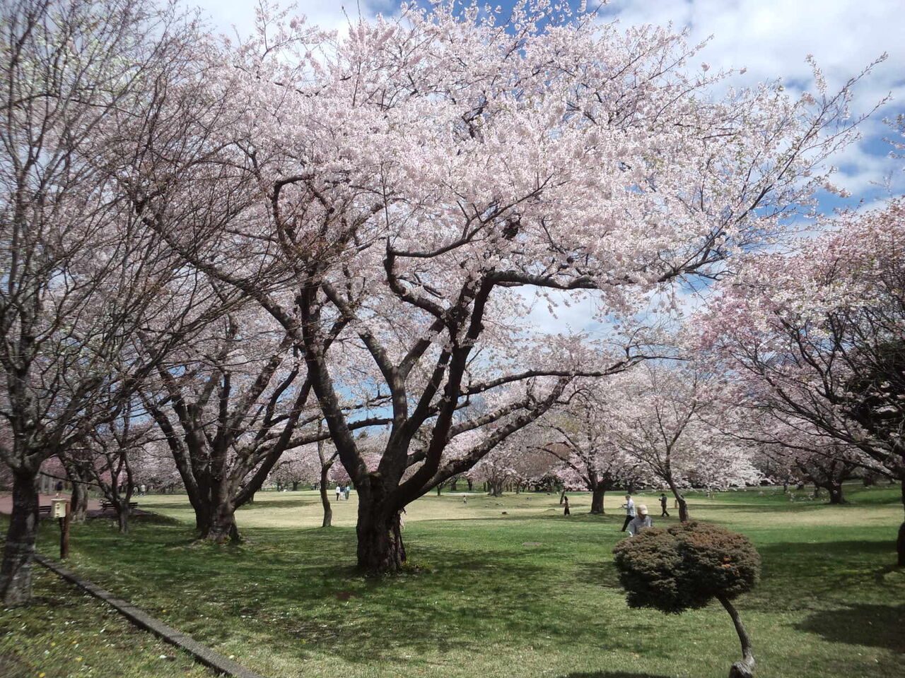 森町オニウシ公園の桜 のんべえ函館のブログ