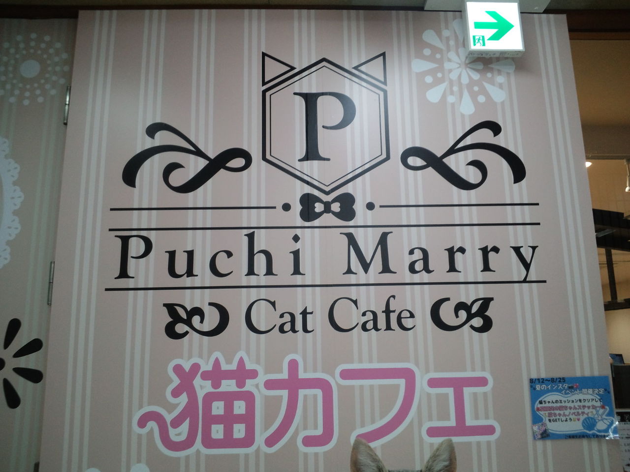 猫カフェpuchimarry 函館megaドン キホーテ店 のんべえ函館のブログ