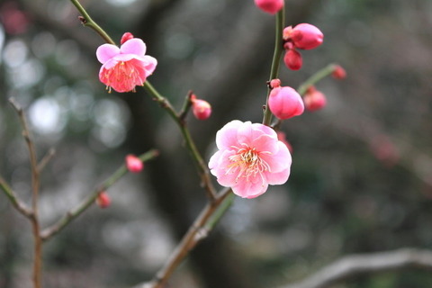 梅の花