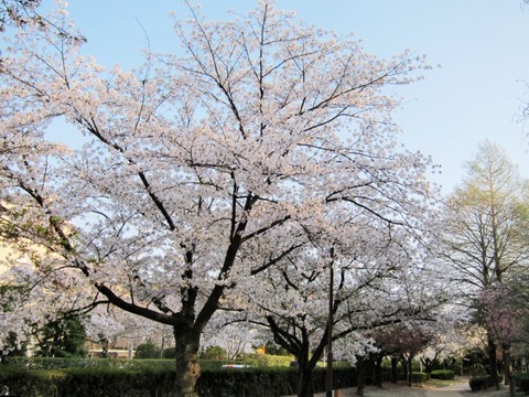 110413_1709桜通り@630