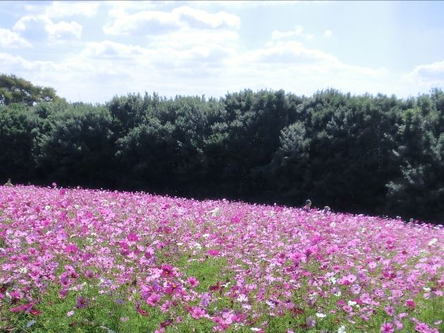 110919万博_花31*