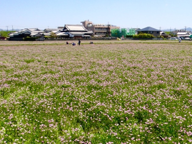 170423三島江レンゲまつり21 (2)