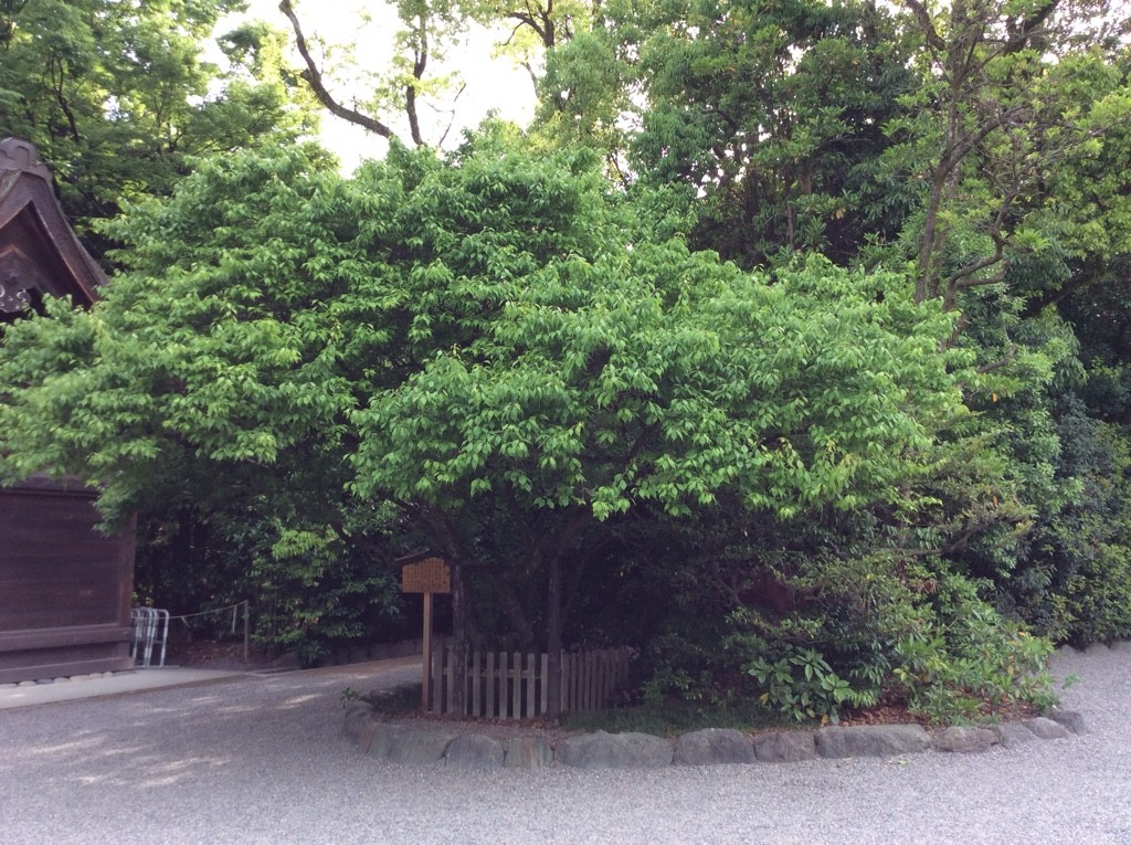熱田神宮にゆく 其の弍 信長塀 廃城にゆく 熱田神宮にゆく 其の弍 信長塀 廃城にゆく