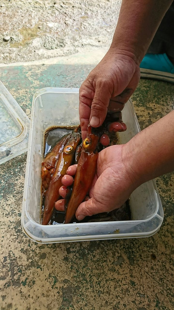 沖漬け ホクユウ流 鳥取遊漁船 北祐丸 シロイカ奮闘記録