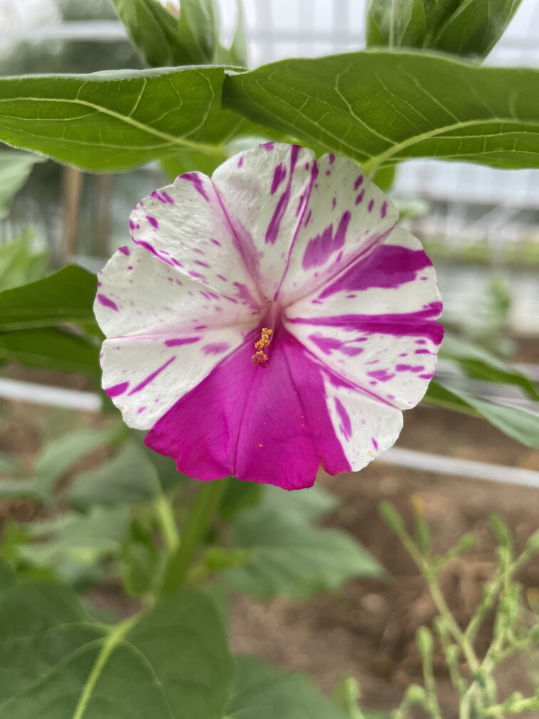 クリスマスにシャコバサボテンを開花させた団長さん 春庭の孔ー花騎士まとめ