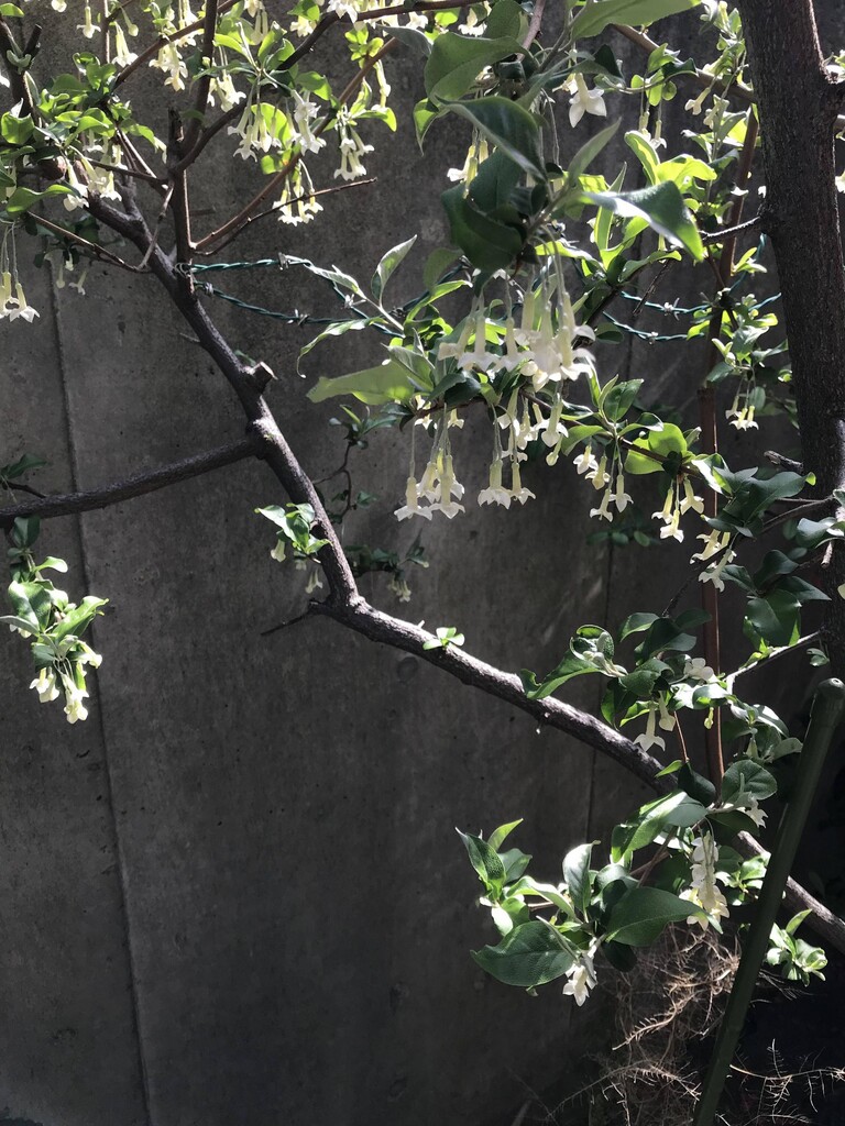 グミさんの無修正画像 春庭の孔ー花騎士まとめ グミさんの無修正画像 春庭の孔ー花騎士まとめ
