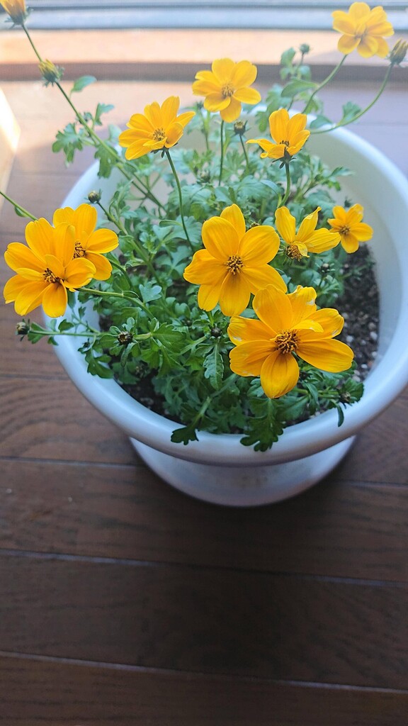 ウィンターコスモスをお迎えした団長さんのその後 春庭の孔ー花騎士まとめ ウィンターコスモスをお迎えした団長さんのその後 春庭の孔ー花騎士まとめ