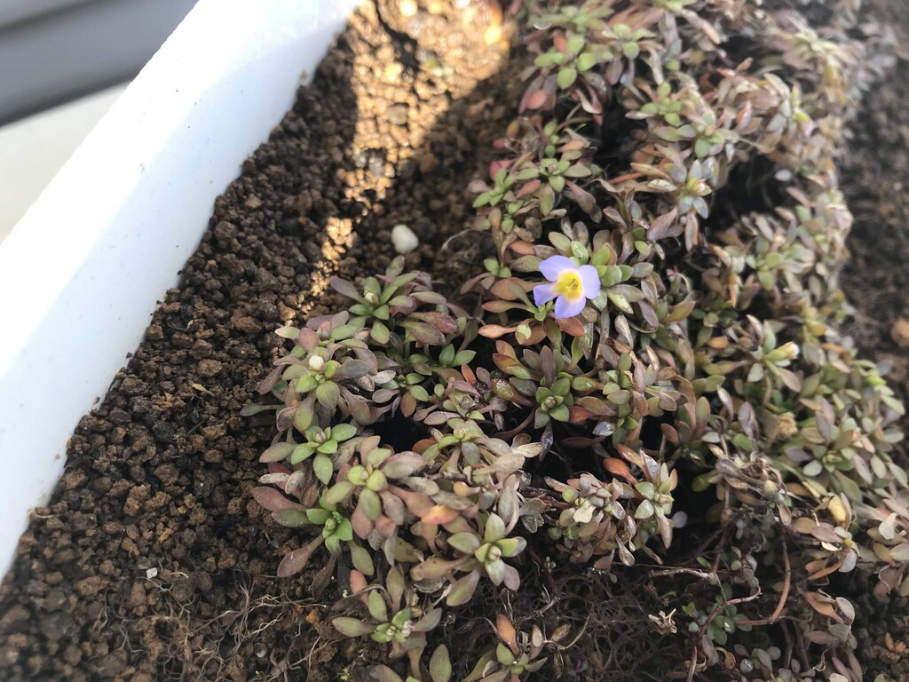 ヒナソウさんのダイマ 春庭の孔ー花騎士まとめ