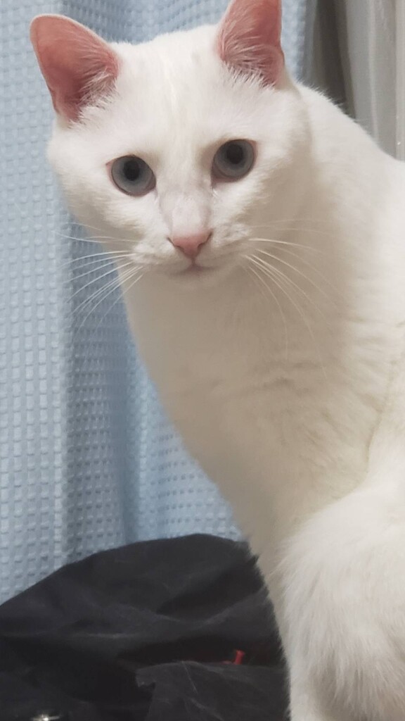 火曜のお昼の犬猫分補給 春庭の孔ー花騎士まとめ