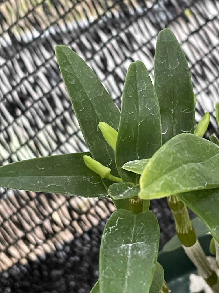 クリスマスにシャコバサボテンを開花させた団長さん 春庭の孔ー花騎士まとめ