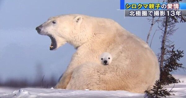 春庭に熊っていましたっけ 春庭の孔ー花騎士まとめ 春庭に熊っていましたっけ 春庭の孔ー花騎士まとめ