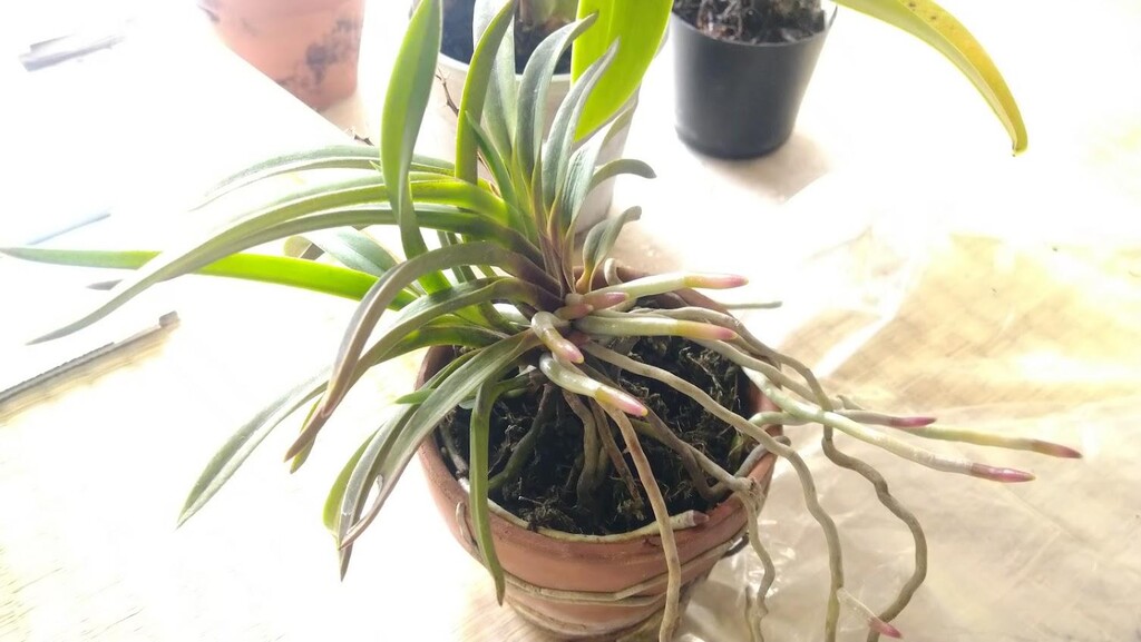 園芸 蘭とかチランジアとか 春庭の孔ー花騎士まとめ