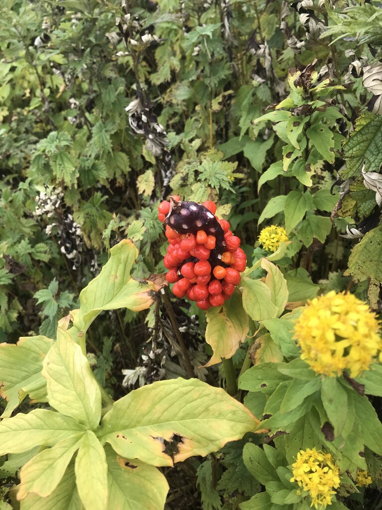 クリスマスにシャコバサボテンを開花させた団長さん 春庭の孔ー花騎士まとめ