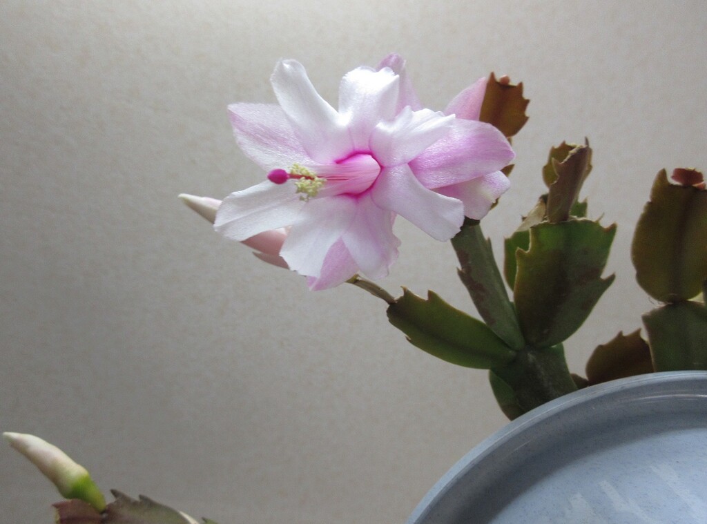 クリスマスにシャコバサボテンを開花させた団長さん 春庭の孔ー花騎士まとめ クリスマスにシャコバサボテンを開花させた団長さん 春庭の孔ー花騎士まとめ