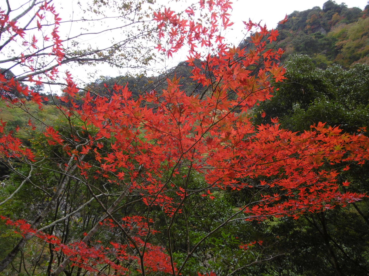 安居渓谷の紅葉 11月6日 ある山村で鼻唄を 安居渓谷の紅葉 11月6日 ある山村で鼻唄を