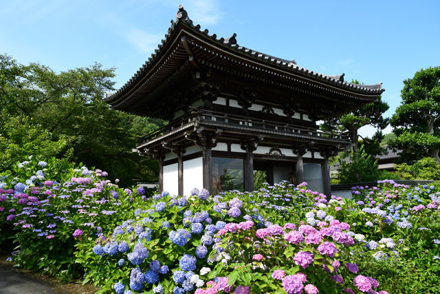 観音寺 丹波あじさい寺 福知山市 じゆさの冒険記 観音寺 丹波あじさい寺 福知山市 じゆさの冒険記