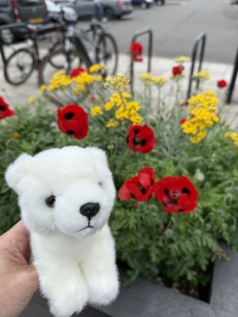 お花と
