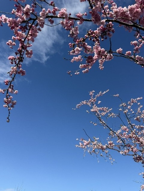 桜３