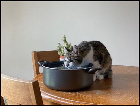 水飲むチェポ