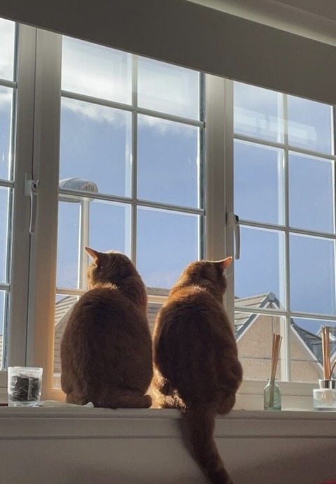 猫達