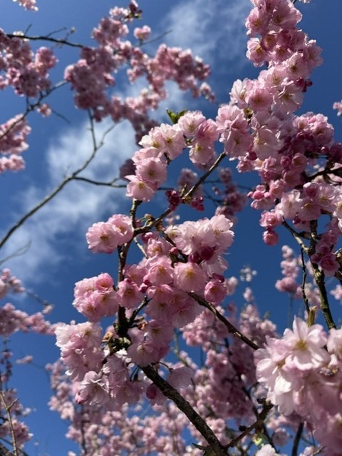 桜