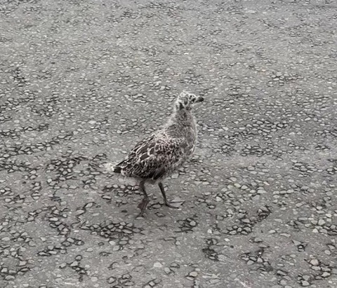 かもめ