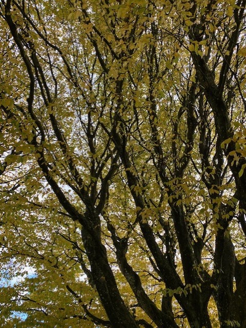 thumbnail_IMG_3644