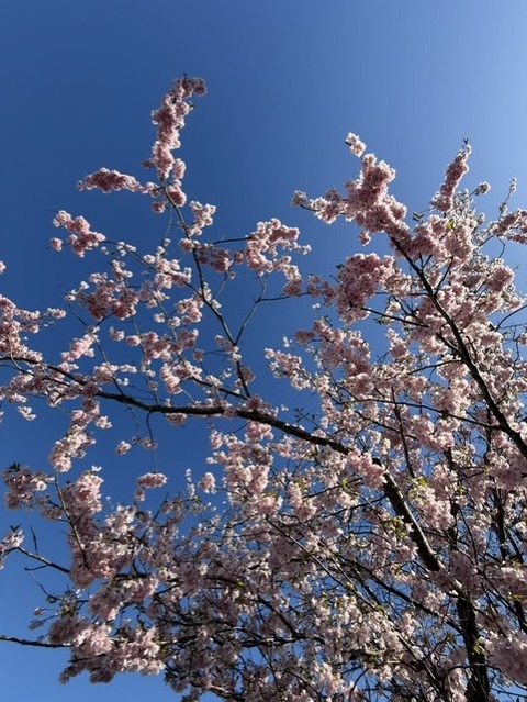 桜２