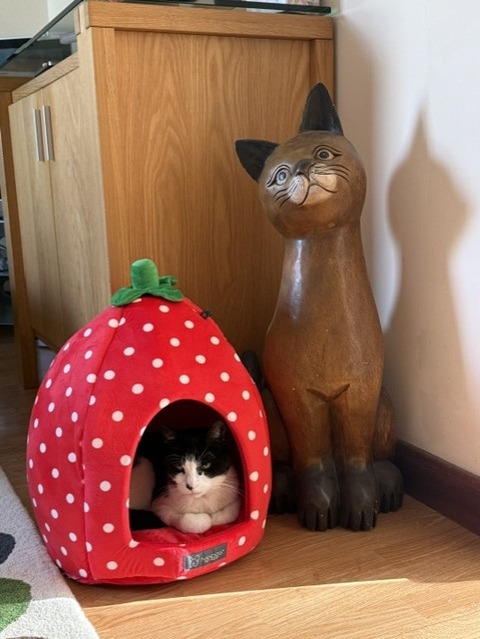 移動いちご２