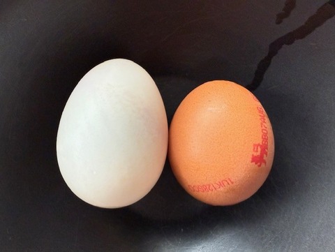 タマゴ比較
