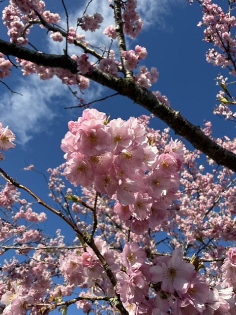 桜２