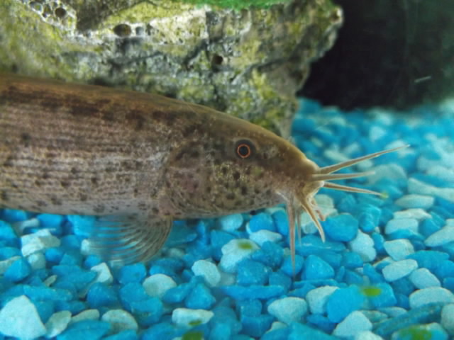 土曜のドジョウ ホリー絵日記 Powered By ライブドアブログ