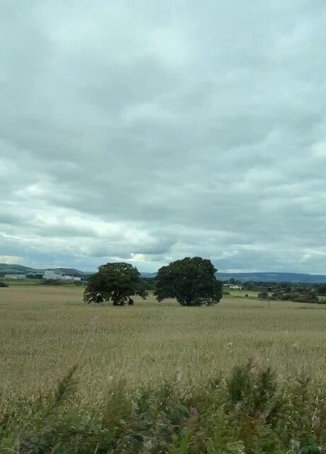 とうもろこし畑