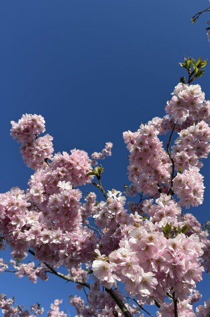 桜１