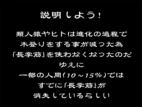 長掌筋の説明