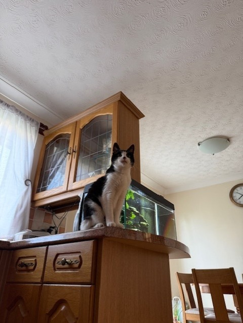 花３