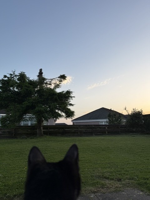 夕日２
