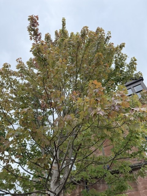 紅葉