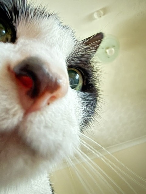 ドアップ