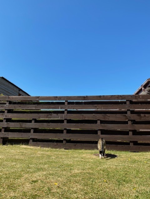 thumbnail_IMG_0896