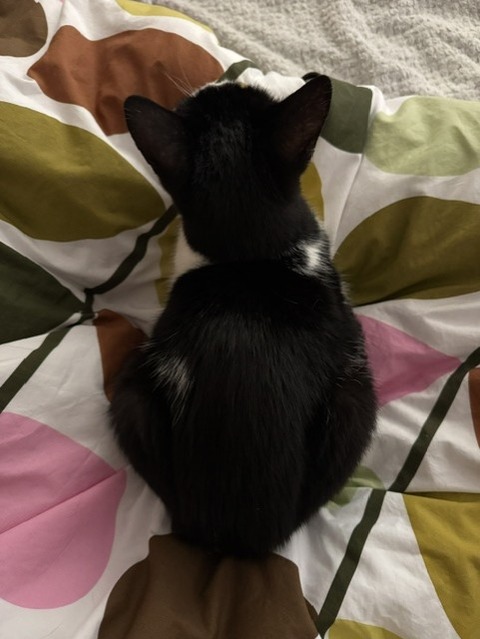 ちっこ１