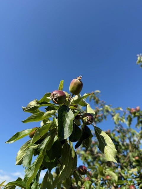 thumbnail_IMG_6222