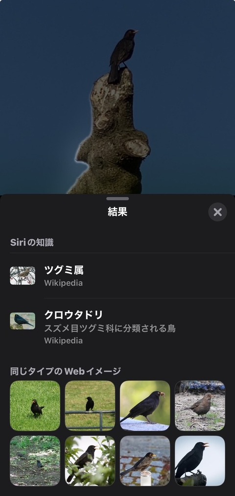 ブラックバード