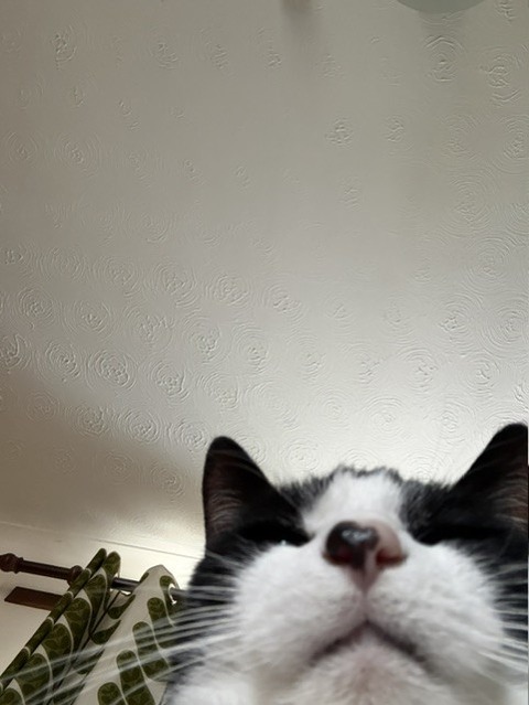アップ