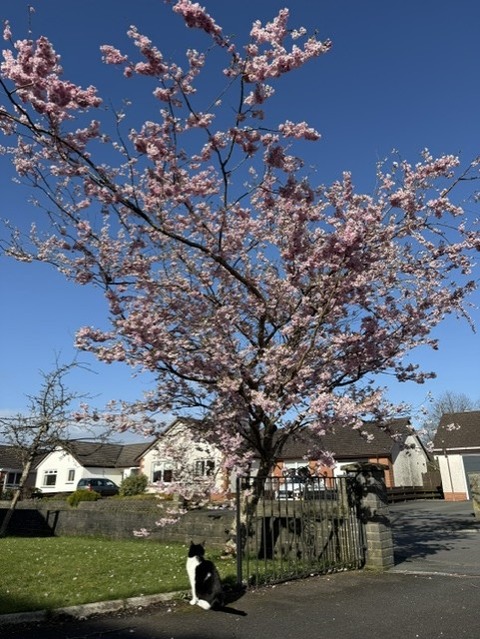 桜１
