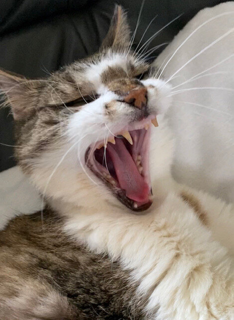 thumbnail_IMG_5440 (1)