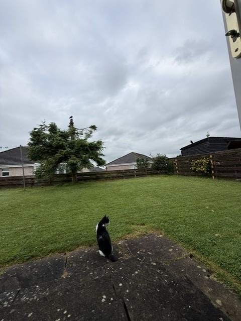 カモメ