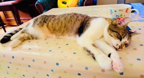 thumbnail_IMG_5465