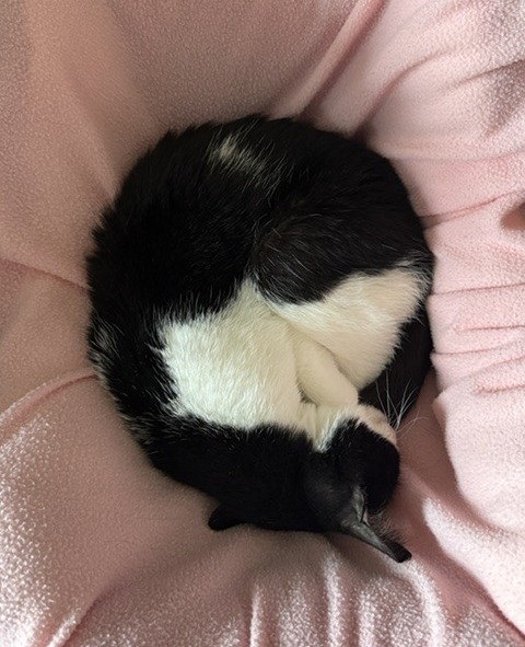 ニャンモナイト
