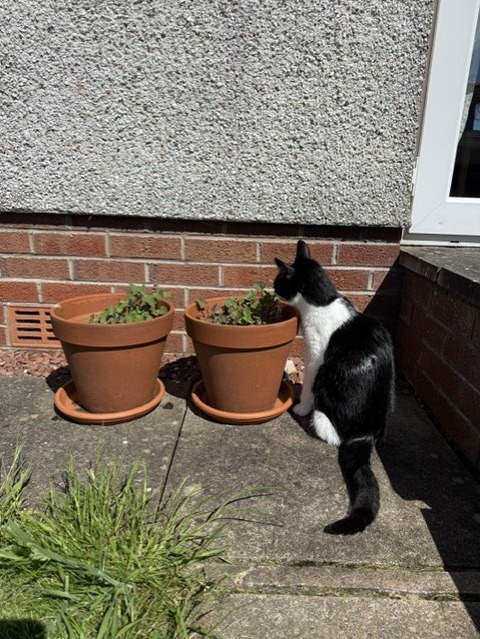 catnip